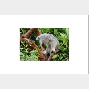 Koala Posters and Art